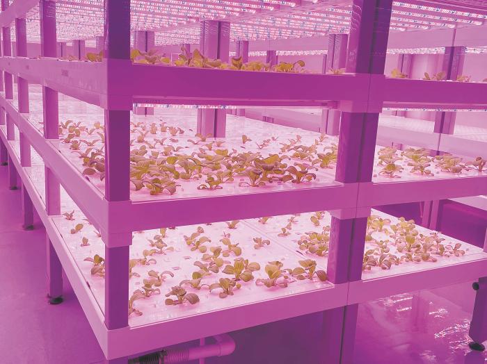 在物美植物工廠里，通過(guò)LED燈的照射，蔬菜散發(fā)勃勃生機(jī)。受訪者供圖